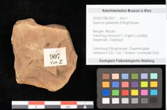 Foto (Objekt + Etikett) von Quercus palaeoilex Ettingshausen (NHMW-GEO-2024-0188-0907)